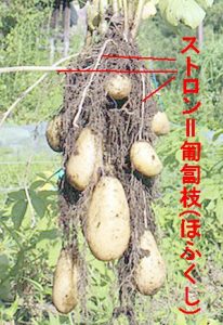 ジャガイモ 芽かき方法 ジャガイモ栽培 Com