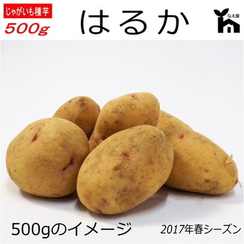 はるか ジャガイモ栽培 Com はるか ジャガイモ栽培 Com