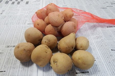 ジャガイモと種芋の違い ジャガイモ栽培 Com