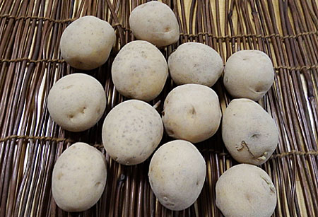 ジャガイモ 種芋の作り方と保存 ジャガイモ栽培 Com