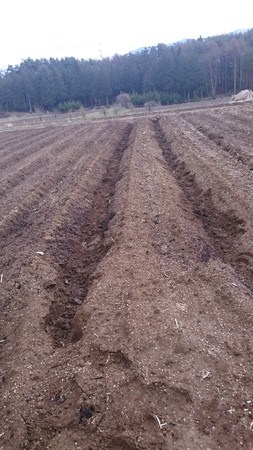 ジャガイモの土作り ジャガイモ栽培 Com